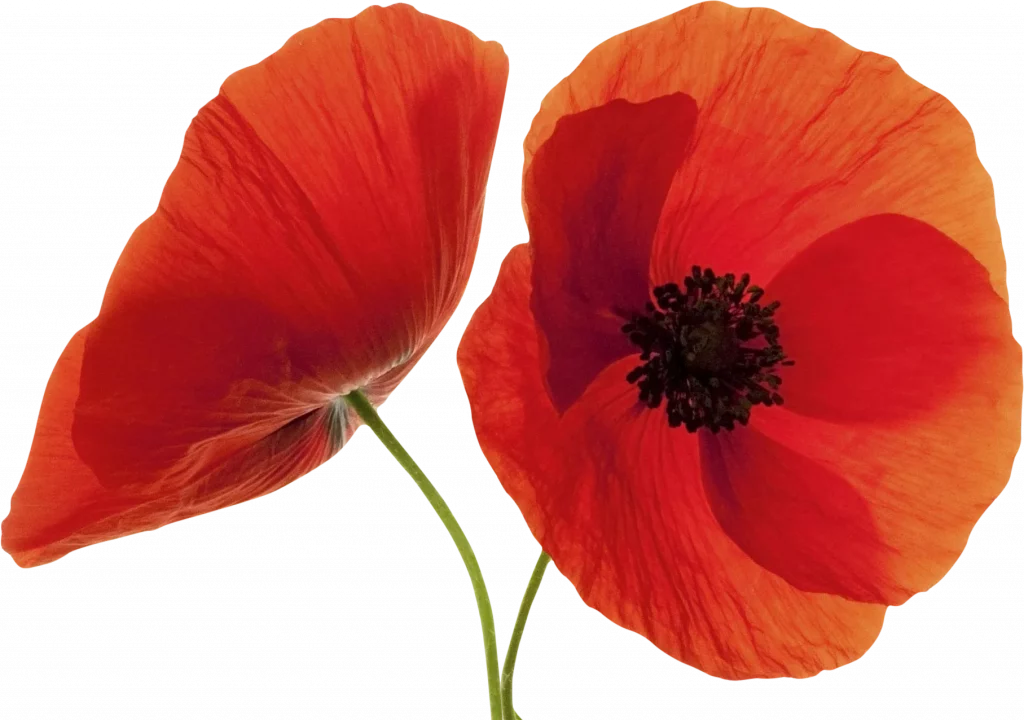 primavera di bellezza